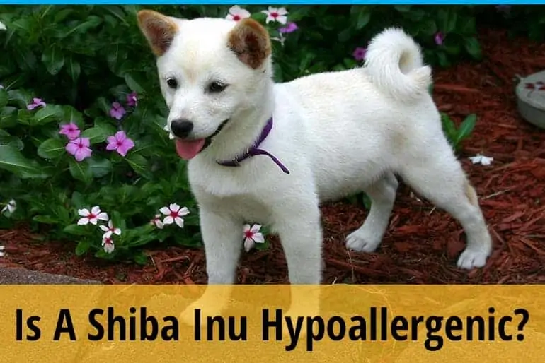 Is a Shiba Inu Hypoallergenic