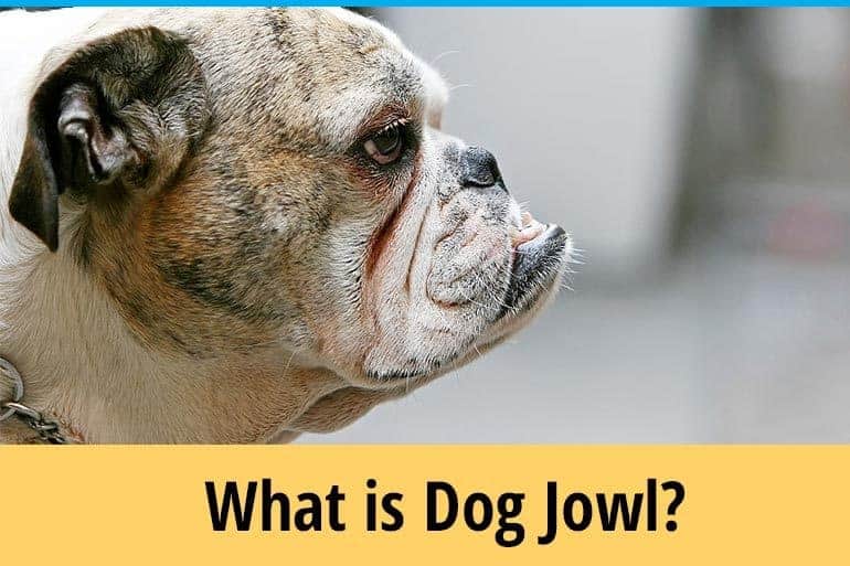 can-i-give-my-dog-piriton-for-allergies-zooawesome