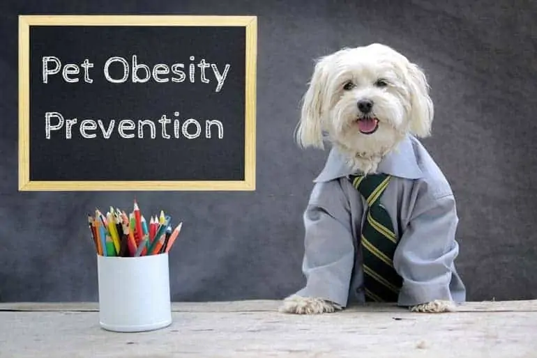 Pet obesity prevention