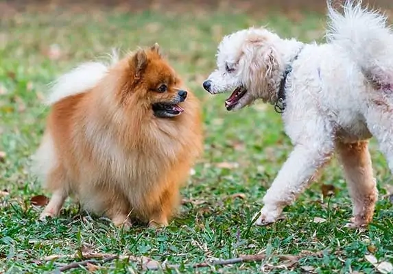 pomeranian and poodle