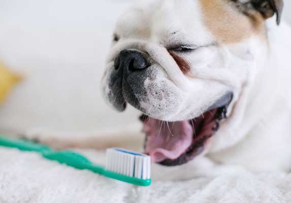 prevent dog jowl infection