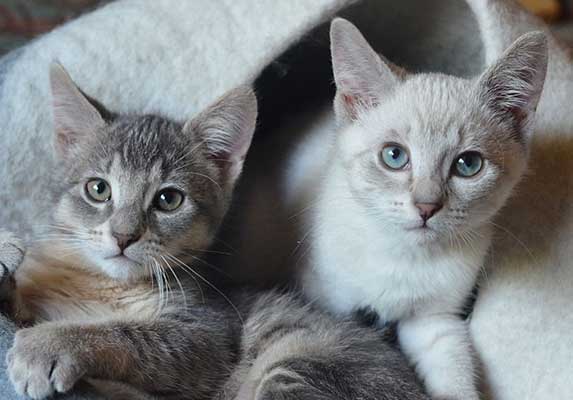 grey siamese kitten