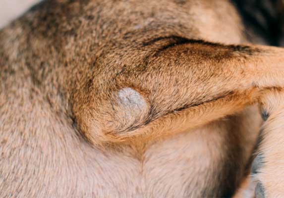 dog elbow callus treatment