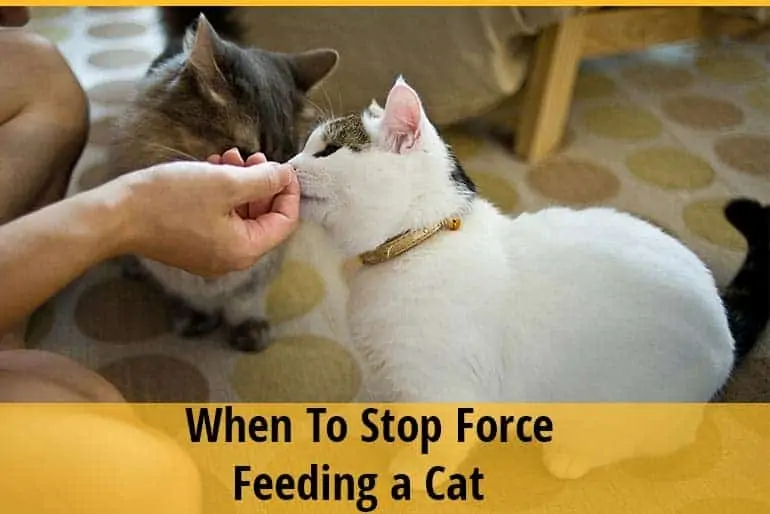 How and When To Stop Force Feeding a Cat