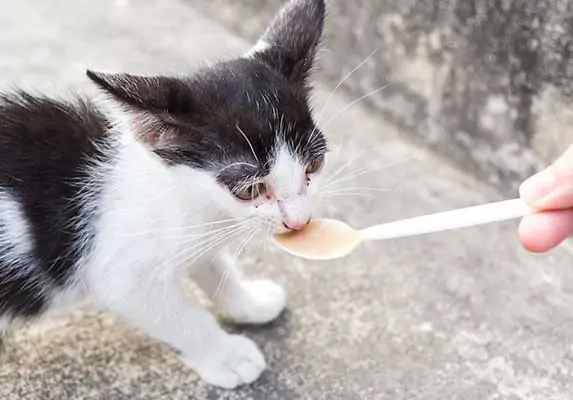 spoonfeeding a kitten