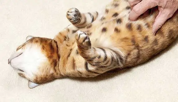cat tickles