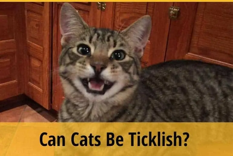 can cats be ticklish?