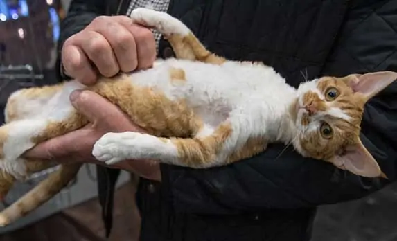 cat being tickle