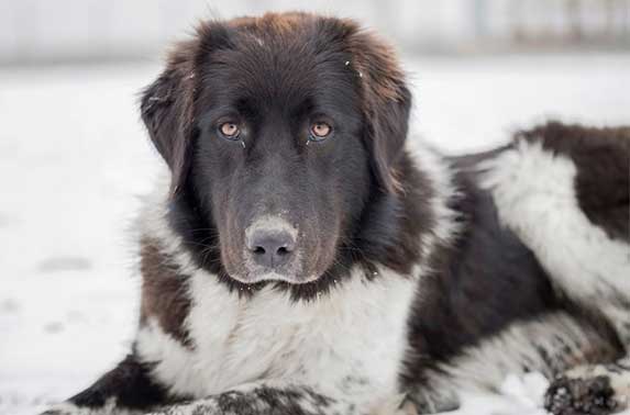 Carpathian Shepherd