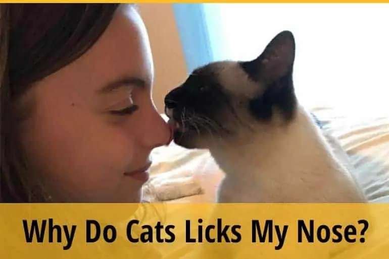 cat licks my nose