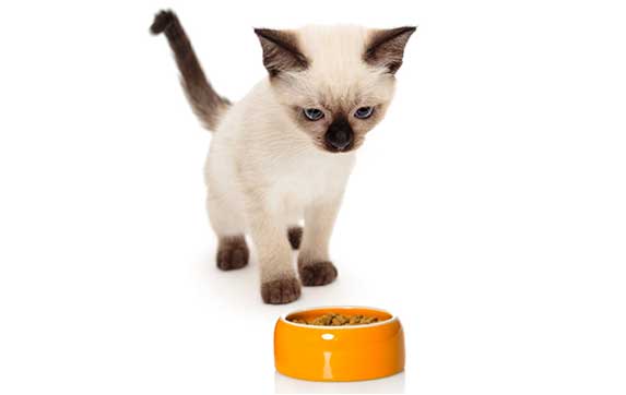 How Much Do Siamese Cats Cost? | ZooAwesome