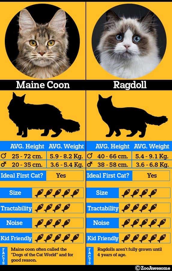 Maine Coon Cat Weight Chart