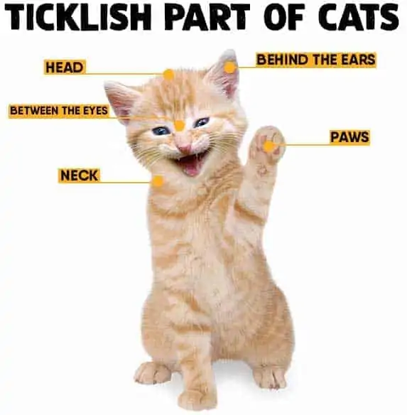 Ticklish part of cats
