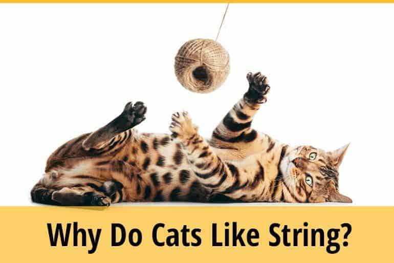 Why Do Cats Like String? ZooAwesome