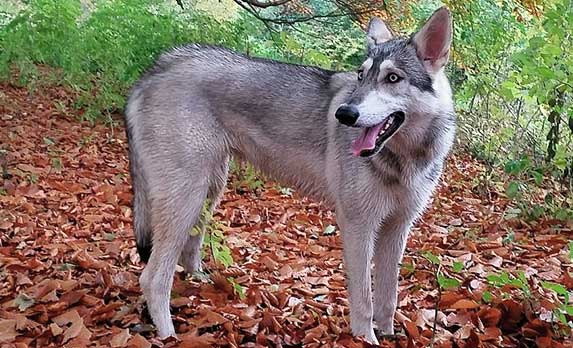 Northern Inuit