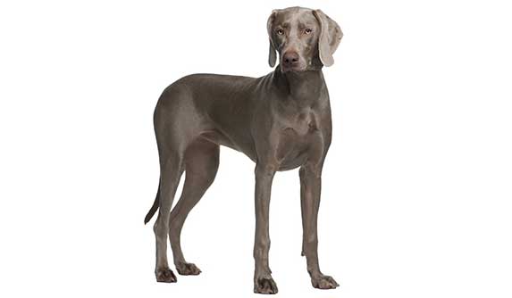 Weimaraner