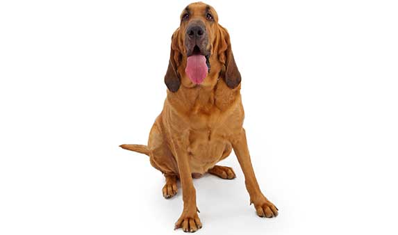 Bloodhound