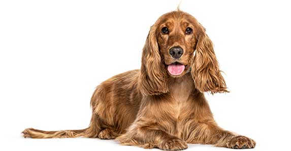 English Cocker Spaniel