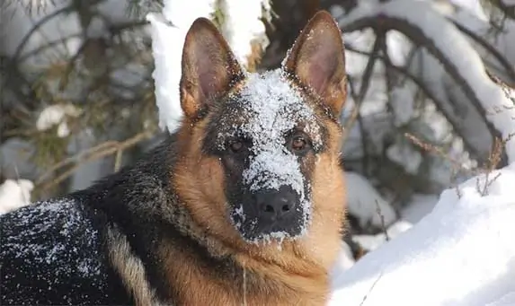 german shepherd covered in snow