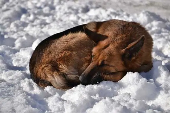 german shepherd lying on snow