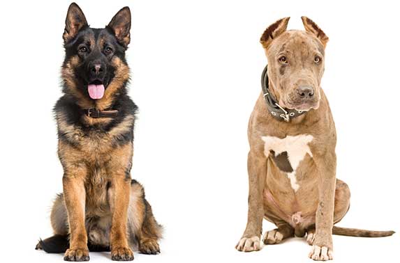 German Shepherd vs Pitbull - Spot the Difference | ZooAwesome