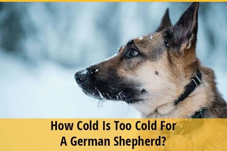 How Cold Is Too Cold For a German Shepherd