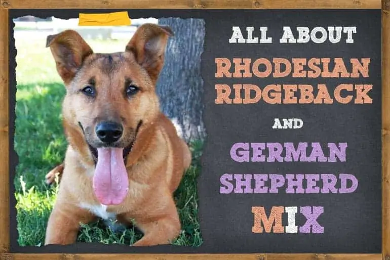 Rhodesian Ridgeback German Shepherd Mix