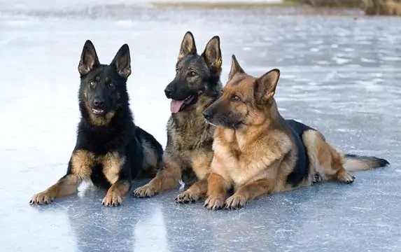 german shepherd lying on ice