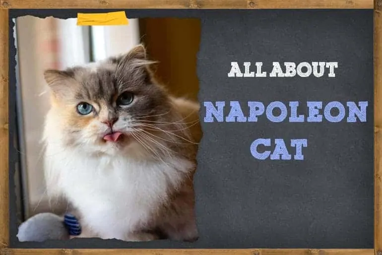 All About napoleon cat