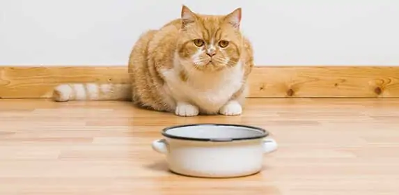 cat dislike food