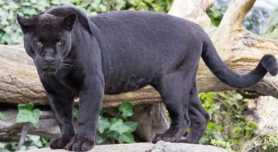 Black jaguar