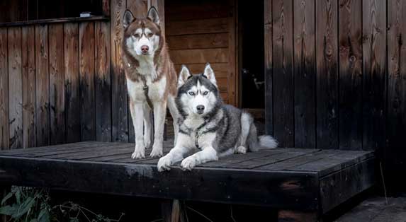 two husky sitting 