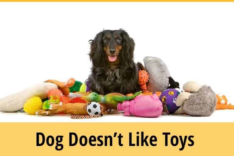 My Dog Doesn’t Like Toys How Can I Entertain Him? ZooAwesome
