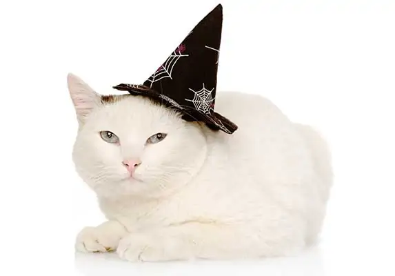 Cat wearing witch hat