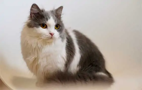 Napoleon cat
