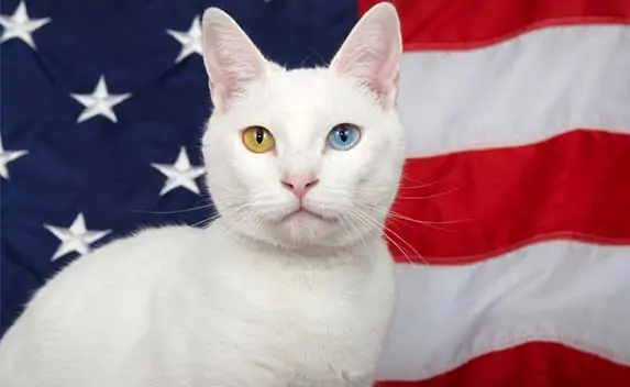 White cat in fornt of US flag