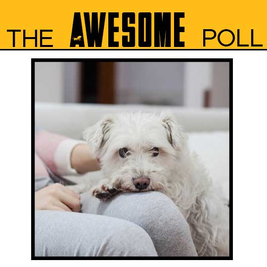 Why Does My Dog Lay On My Legs? ZooAwesome