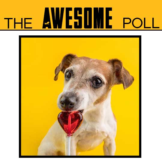 Can Dogs Eat Brown Sugar? ZooAwesome