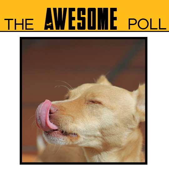 Why Does The Dog Lick My Pillow at Matthew Span Blog