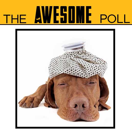 top of dog's head is hot