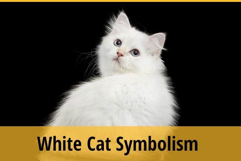 List of White Cat Symbolism Around the World ZooAwesome