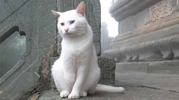 cat in monastery