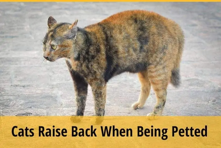 Why Do Cats Raise Their Backs When You Pet Them