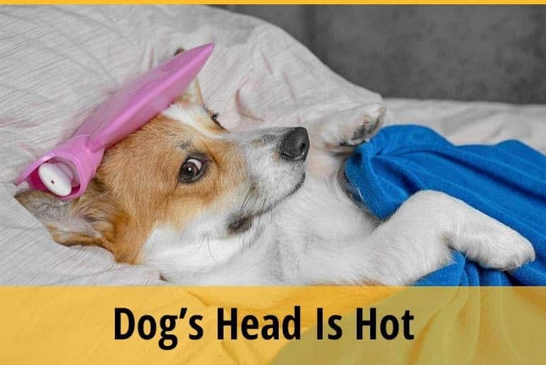 Why Is My Dog’s Head Hot? ZooAwesome