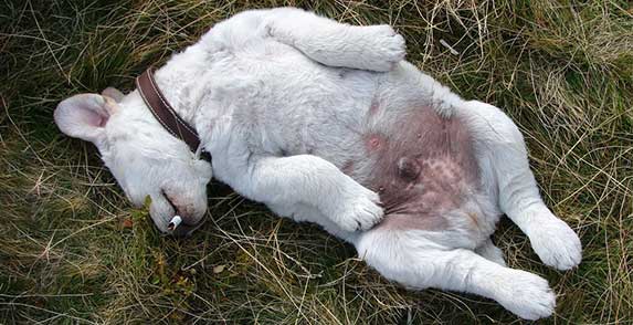 Golden Retriever Puppies Sleeping So Much - Know The ...