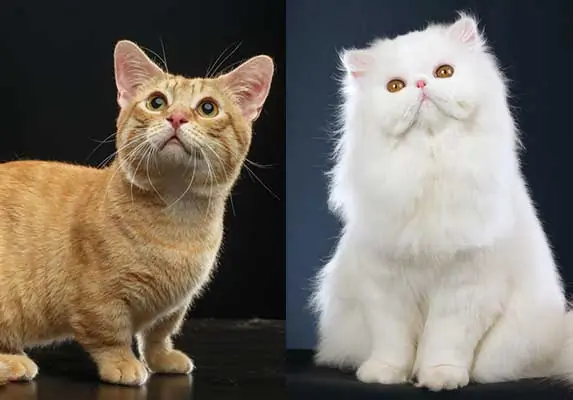 munchkin and persian cat