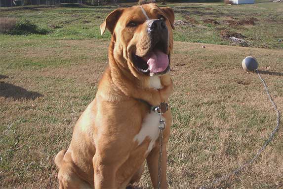 saint bernard pitbull mix