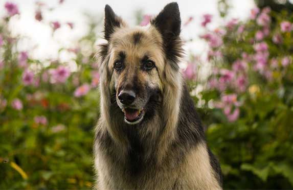 Black and Cream Shepherd Dog