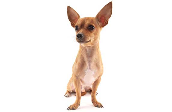 Chihuahua