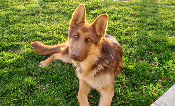 Liver Shepherd Dog